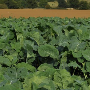 Surefire Kale Blend - 2 kg | Your Countryside