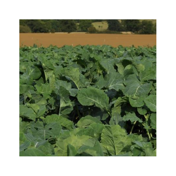 Surefire Kale Blend - 2 kg | Your Countryside