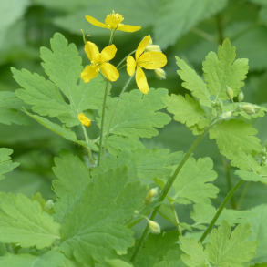 Svaleurt - Chelidonium majus - 10.000 fr�