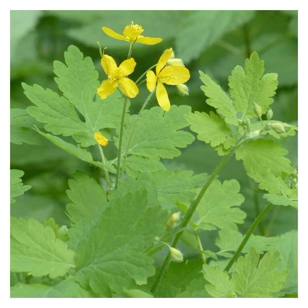 Svaleurt - Chelidonium majus - 10.000 fr�