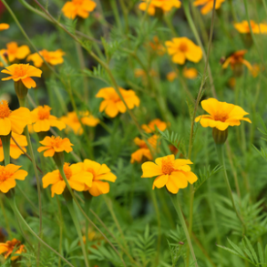 Tagetes - 'Ground control' - 0,5 kg