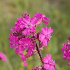 Tj�re-nellike - Viscaria vulgaris - 50.000 fr�