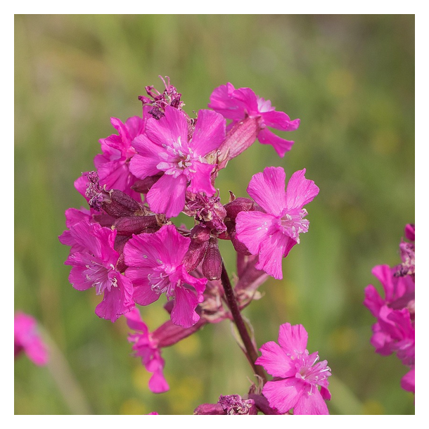 Tj�re-nellike - Viscaria vulgaris - 50.000 fr�