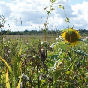 Traditional Game Cover Mixture - 10 kg | Your Countryside