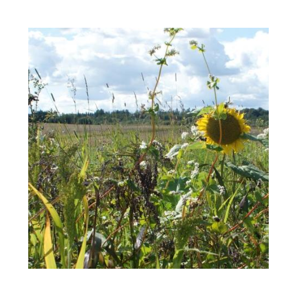 Traditional Game Cover Mixture - 10 kg | Your Countryside