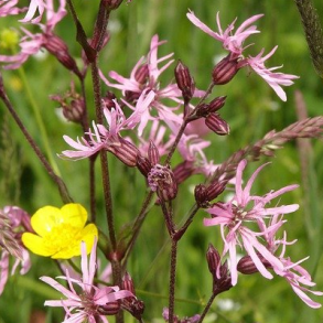 Tr�vlekrone - Silene flos-cuculi - ca. 25.000 fr�