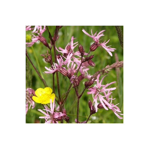 Trvlekrone - Silene flos-cuculi - ca. 25.000 fr