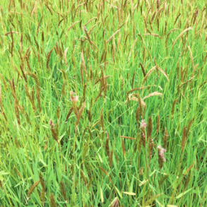 Vellugtende gulaks - Anthoxanthum odoratum - ca. 15.000 fr�