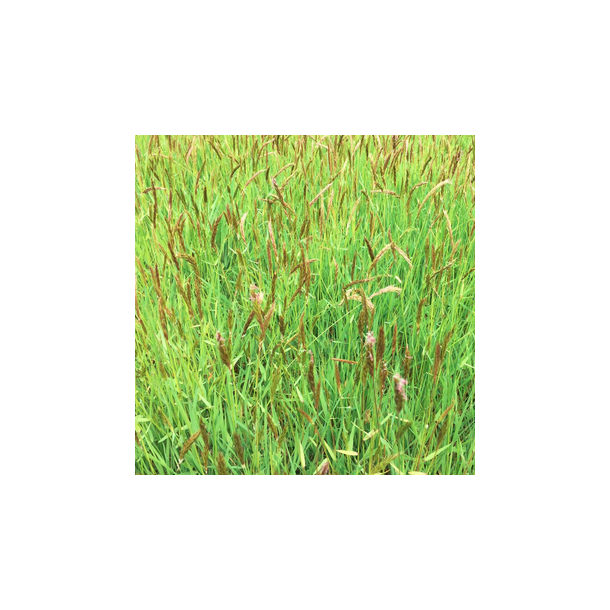 Vellugtende gulaks - Anthoxanthum odoratum - ca. 15.000 fr�