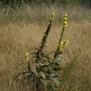 Uldbladet kongelys - Verbascum densiflorum - ca. 10.000 fr