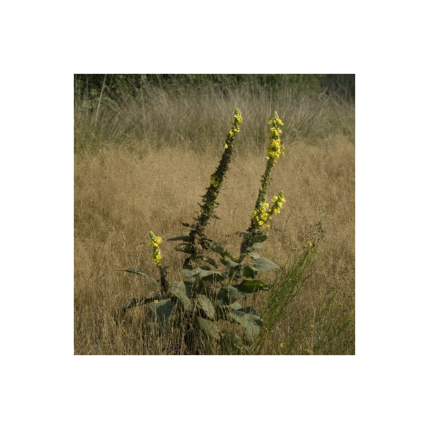 Uldbladet kongelys - Verbascum densiflorum - ca. 10.000 fr�