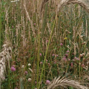 Vildtblanding -10 kg | DSV