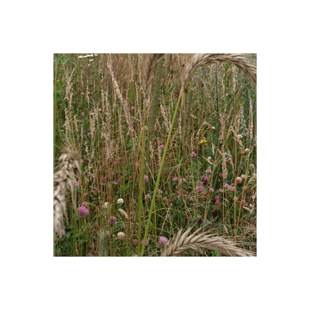 Vildtblanding -10 kg | DSV