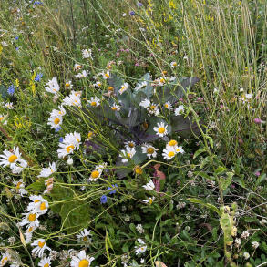 Vintermix til efter�rss�ning - 2 kg | DLF