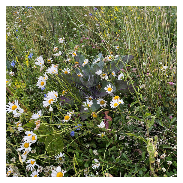 Vintermix til efter�rss�ning - 2 kg | DLF