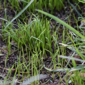 Westerwoldisk rajgr�s - 10 kg