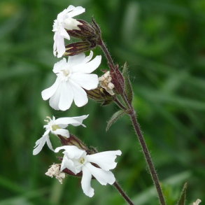 Aften-pragtstjerne - Silene latifolia - ca. 15.000 fr�