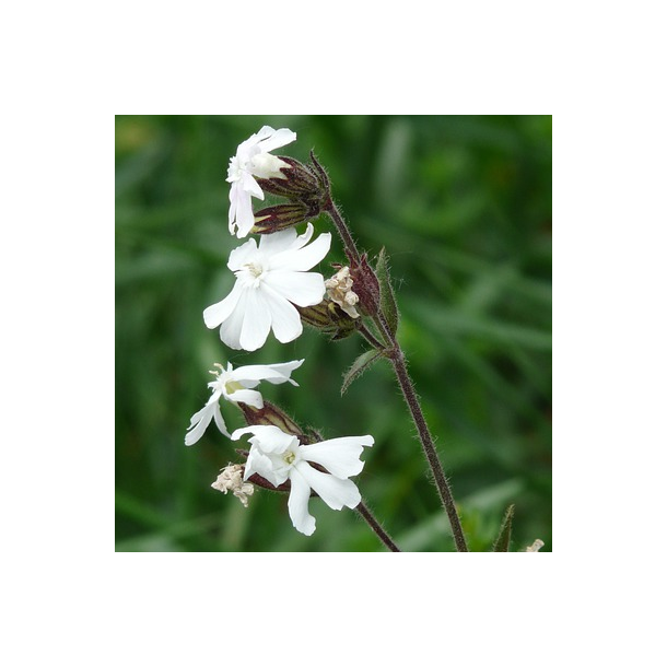 Aften-pragtstjerne - Silene latifolia - ca. 15.000 fr�