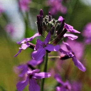 Aftenstjerne - Hesperis matronalis - ca. 5.000 fr