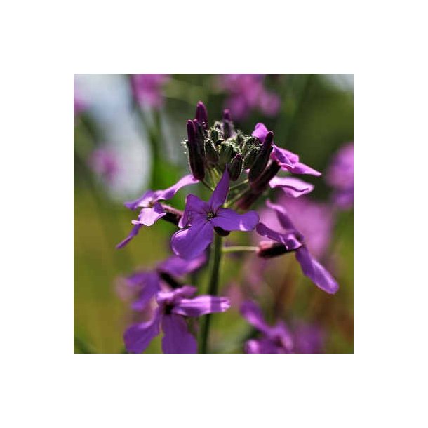 Aftenstjerne - Hesperis matronalis - ca. 5.000 fr�