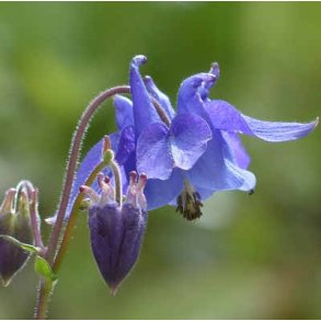 Almindelig akeleje - Aquilegia vulgaris - ca. 7.000 fr