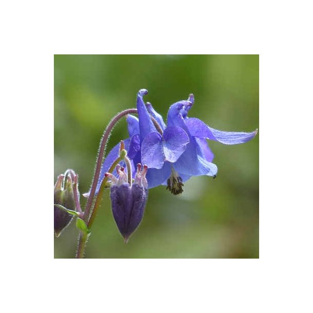 Almindelig akeleje - Aquilegia vulgaris - ca. 7.000 fr�