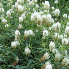 Alexandrinerklver - MAREMMA - 10 kg