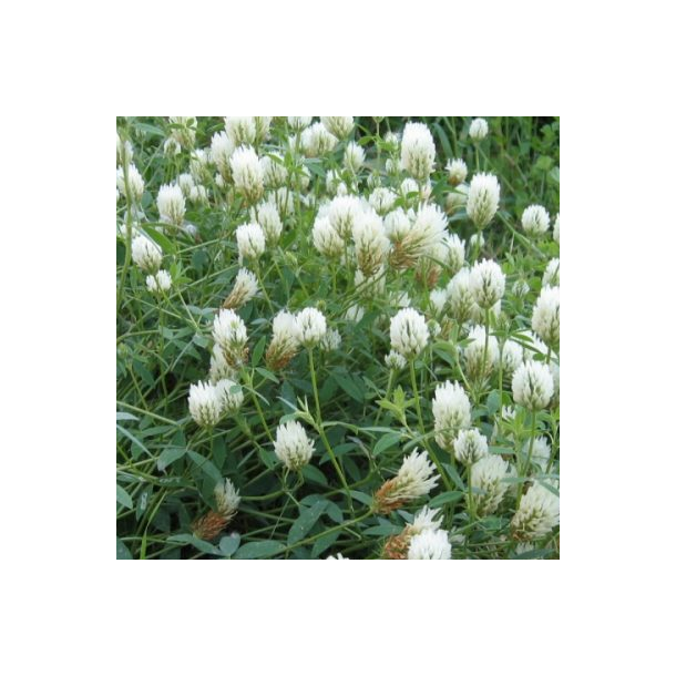 �KO Alexandrinerkl�ver - 1 kg