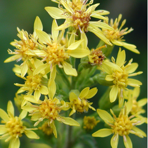 Alm. gyldenris - Solidago virgaurea - ca. 20.000 fr�