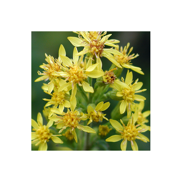 Alm. gyldenris - Solidago virgaurea - ca. 20.000 fr�