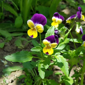 Alm. stedmoder - Viola tricolor - ca. 15.000 fr