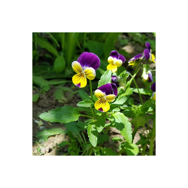 Alm. stedmoder - Viola tricolor - ca. 15.000 fr