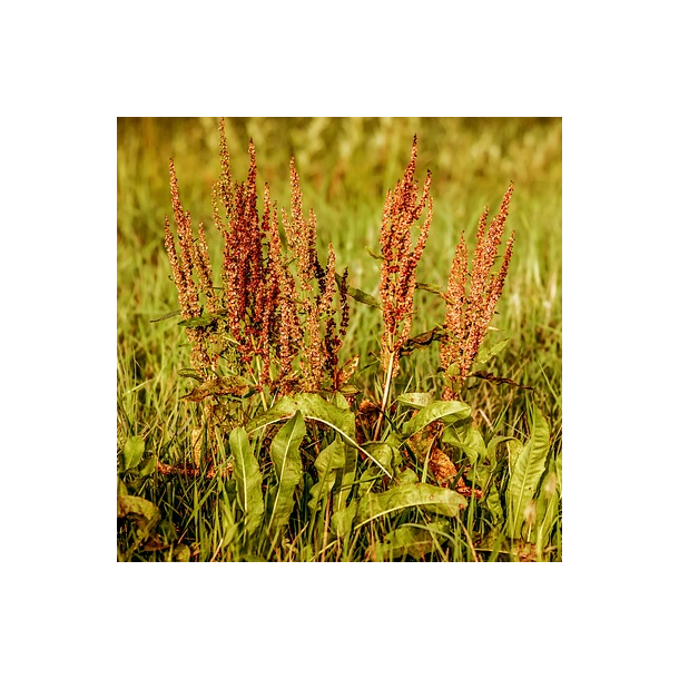 Alm. syre - Rumex acetosa - ca 10.000 fr�