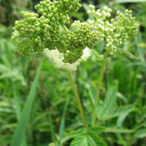 Alm. Mj�durt - Filipendula Ulmaria - ca. 10.000 fr�