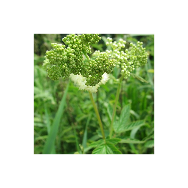 Alm. Mj�durt - Filipendula Ulmaria - ca. 10.000 fr�