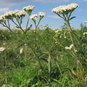 Alm. R�llike - Achillea Millefolium - ca. 50.000 fr�
