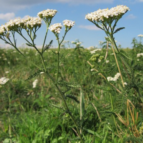Alm. Rllike - Achillea Millefolium - ca. 50.000 fr