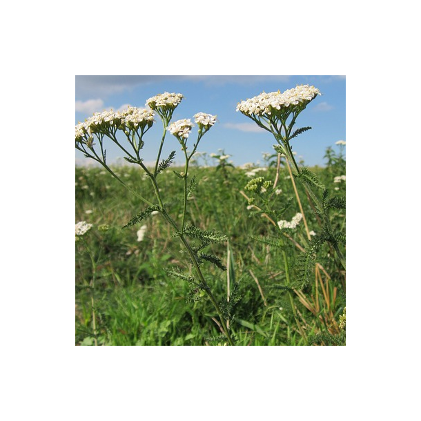 Alm. R�llike - Achillea Millefolium - ca. 50.000 fr�