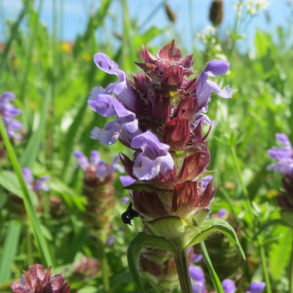 Alm. brunelle - Prunella vugaris - ca. 14.000 fr�