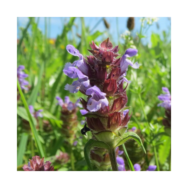 Alm. brunelle - Prunella vugaris - ca. 14.000 fr�