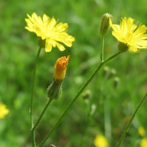 Alm. kongepen - Hypochaeris radicata - ca. 12.000 fr�