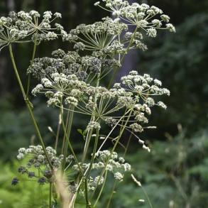 Angelik - Angelica sylvestris - ca. 4.000 fr�