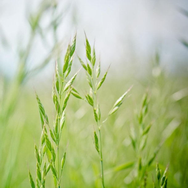 Bakkesvingel - Festuca brevipila - ca. 10.000 fr�