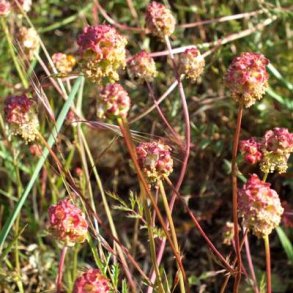 Bibernelle - Sanguisorba minor - ca. 1.000 fr�