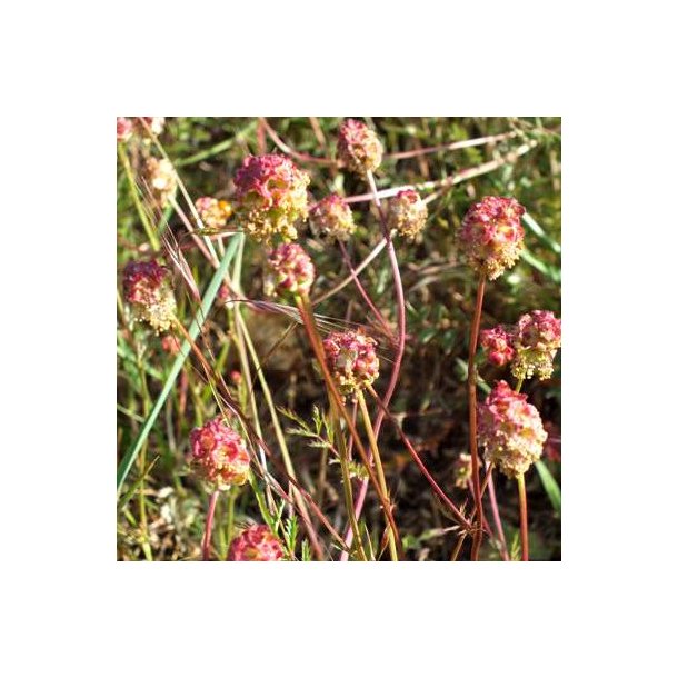 Bibernelle - Sanguisorba minor - ca. 1.000 fr�