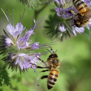 Bi- og insektblanding - 1 kg 