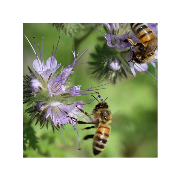 Bi- og insektblanding - 1 kg 