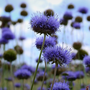 Bl�munke - Jasione montana - ca. 500.000 fr�