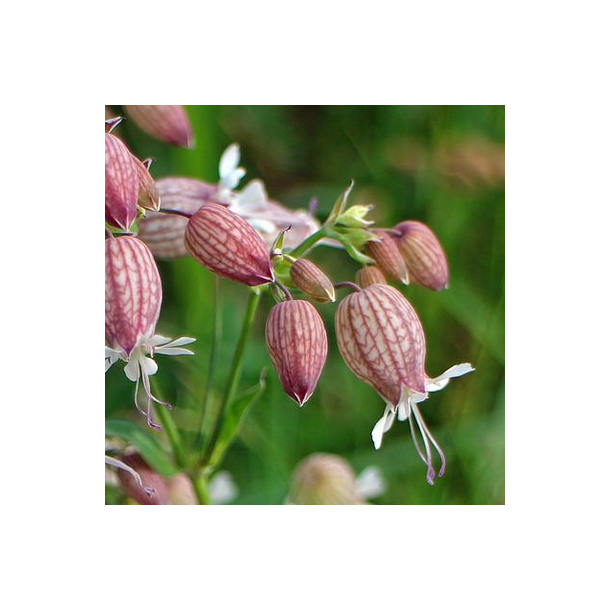 Bl�resm�lde - Silene vulgaris - ca. 12.000 fr�