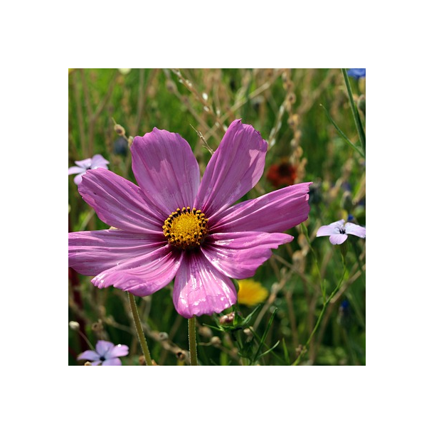 Blomsterblanding - 0,5kg